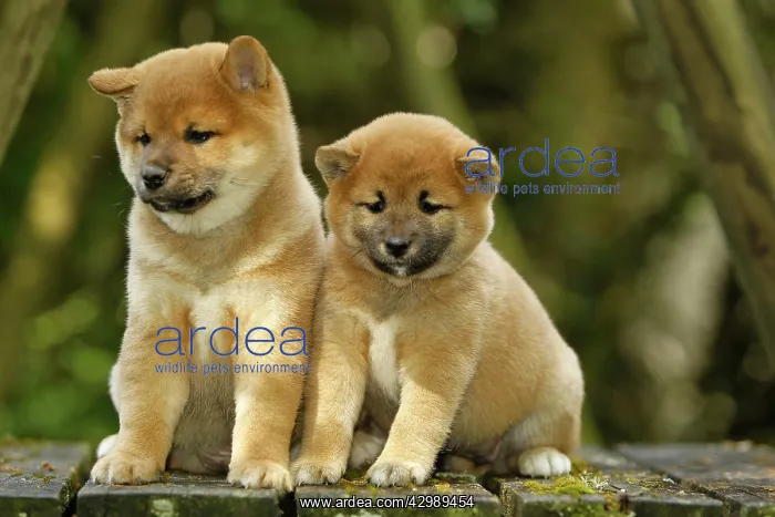  : Dog - Shiba Inu puppies