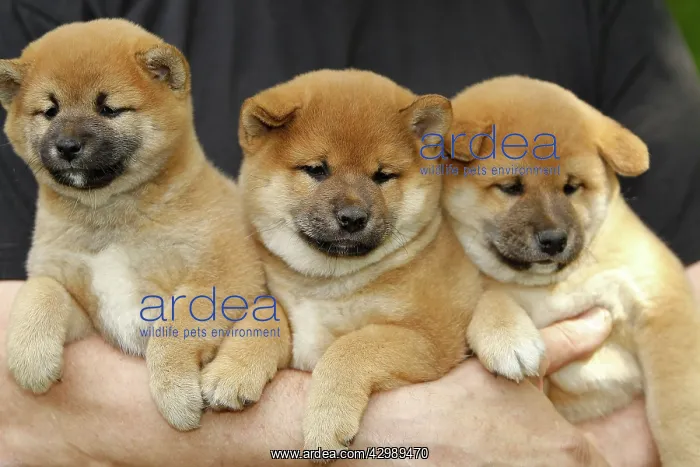  : Dog - Shiba Inu puppies