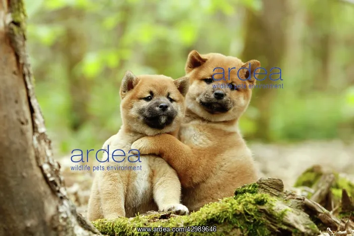  : Dog - Shiba Inu - puppies