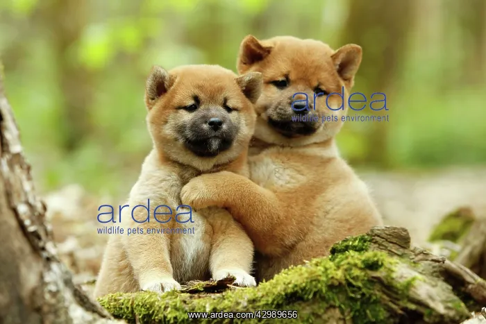  : Dog - Shiba Inu - puppies