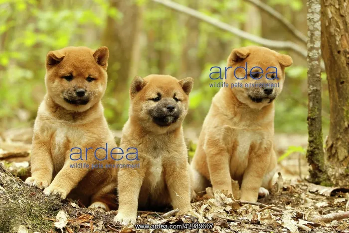  : Dog - Shiba Inu - puppies