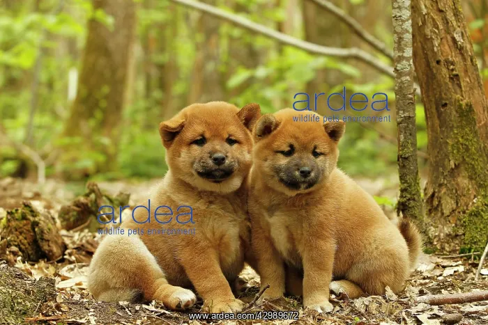  : Dog - Shiba Inu - puppies