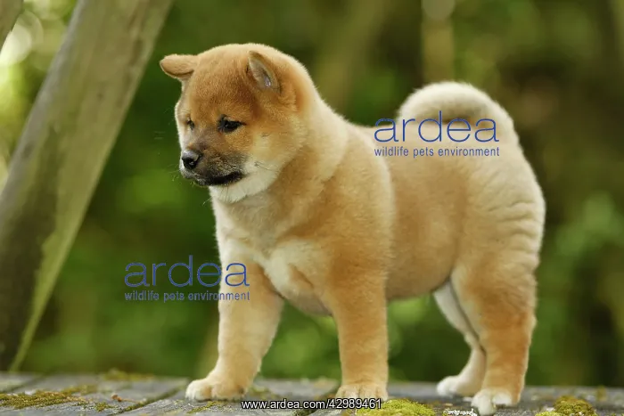  : Dog - Shiba Inu - puppy