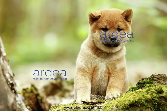  : Dog - Shiba Inu puppy