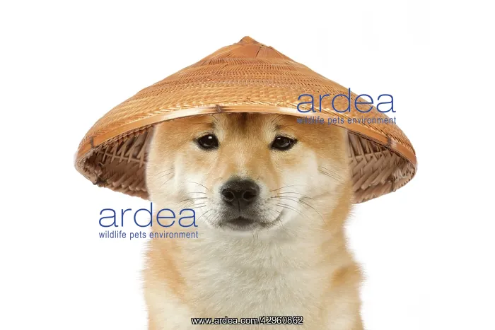 : Dog - Shiba Inu wearing an oriental bamboo / straw hat : Dog - Shiba Inu wearing an oriental bamboo / straw hat