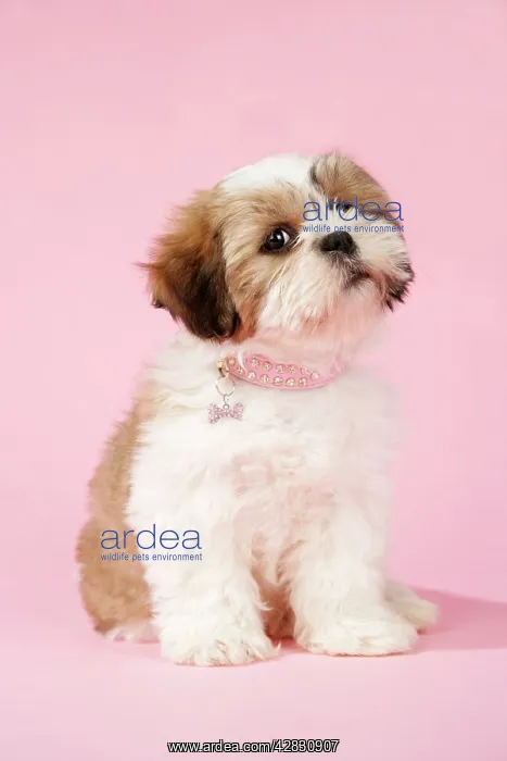  : DOG - Shih Tzu - 10 week old puppy