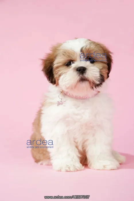  : DOG - Shih Tzu - 10 week old puppy
