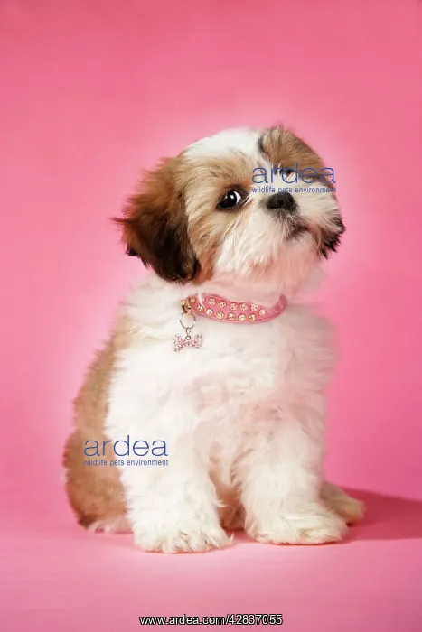  : Dog - Shih Tzu - 10 week old puppy with collar