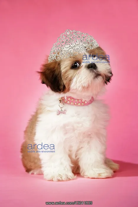 : DOG - Shih Tzu - 10 week old puppy with collar