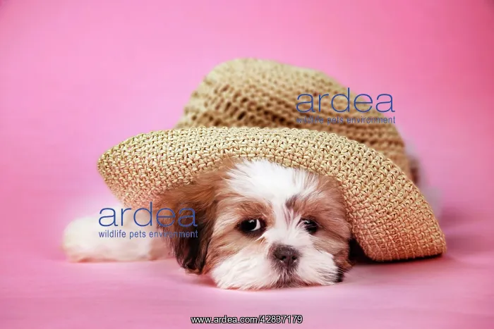  : Dog - Shih Tzu - 10 week old puppy under a hat