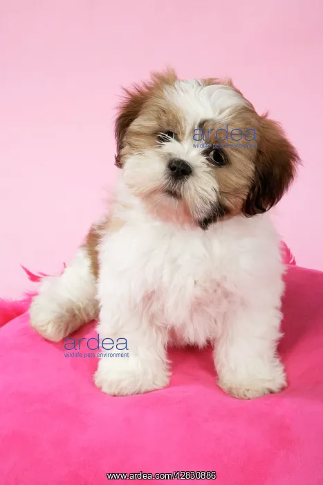  : DOG - Shih Tzu - 10 week old puppy on pink cushion