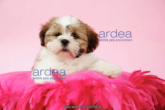  : DOG - Shih Tzu - 10 week old puppy on pink cushion