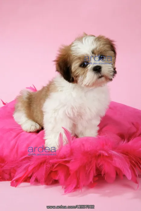  : DOG - Shih Tzu - 10 week old puppy on pink cushion