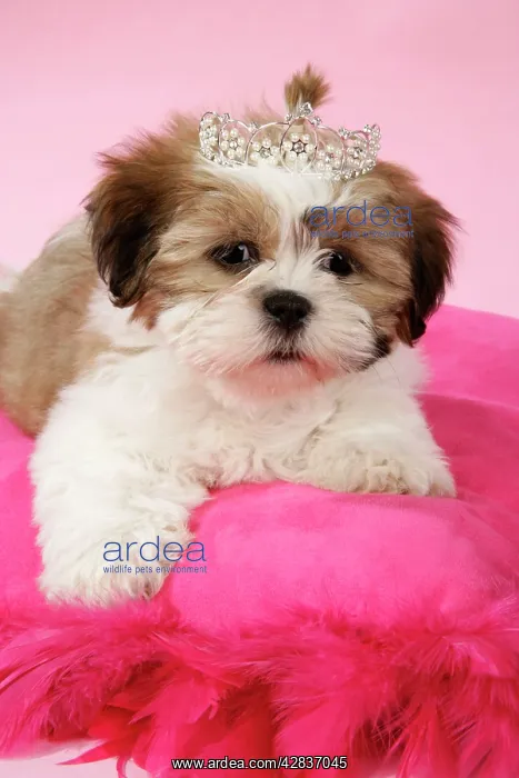 : DOG - Shih Tzu - 10 week old puppy on pink cushion : DOG - Shih Tzu - 10 week old puppy on pink cushion