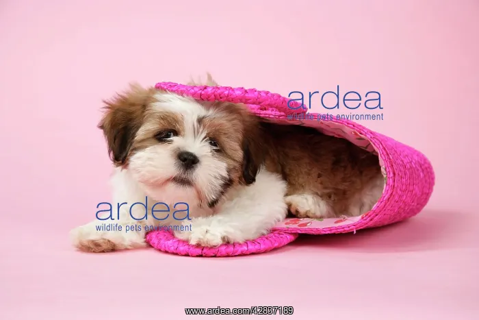  : Dog - Shih Tzu - 10 week old puppy in shopping bag