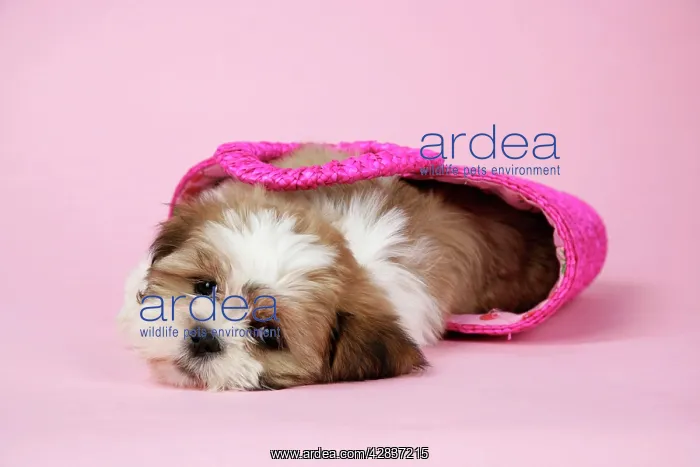  : Dog - Shih Tzu - 10 week old puppy in shopping bag