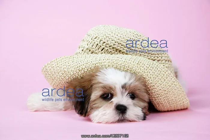  : Dog - Shih Tzu - 10 week old puppy with staw hat