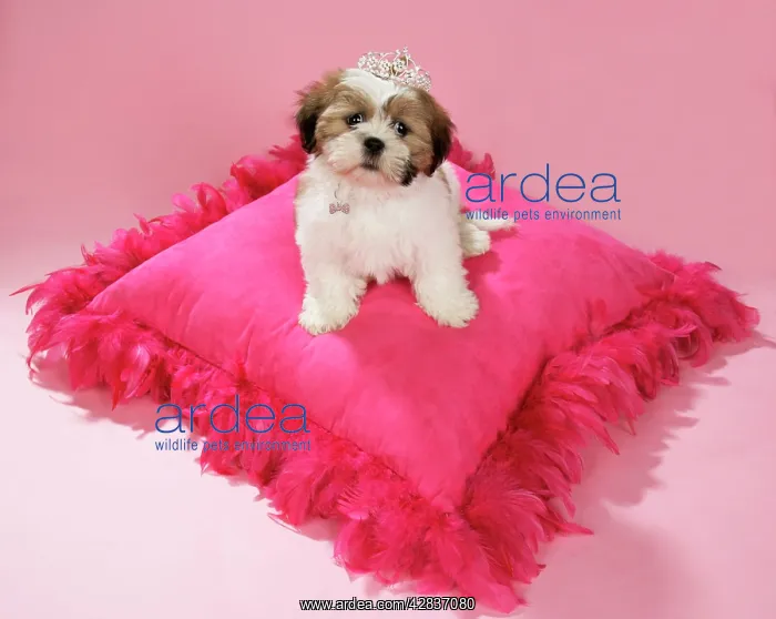 : DOG - Shih Tzu - 10 week old puppy wearing tiara : DOG - Shih Tzu - 10 week old puppy wearing tiara