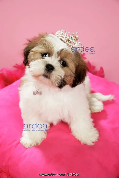 : DOG - Shih Tzu - 10 week old puppy wearing tiara : DOG - Shih Tzu - 10 week old puppy wearing tiara