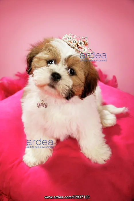 : Dog - Shih Tzu - 10 week old puppy wearing a tiara : Dog - Shih Tzu - 10 week old puppy wearing a tiara