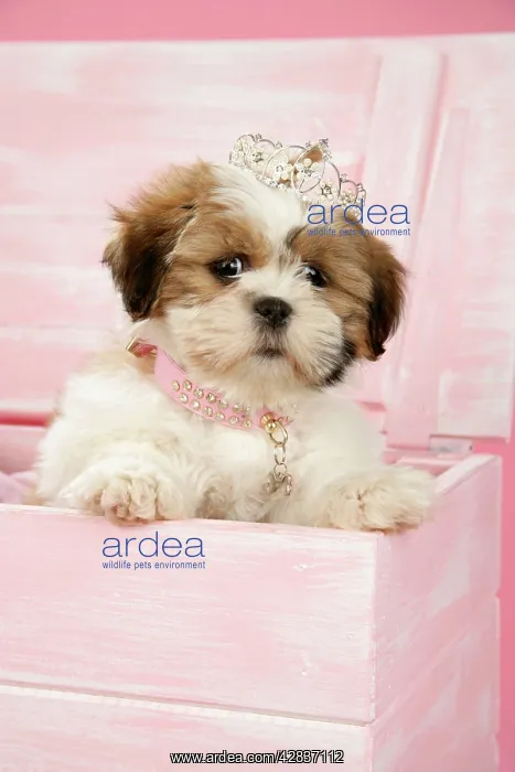  : DOG, Shih Tzu - 10 week old puppy wearing tiara