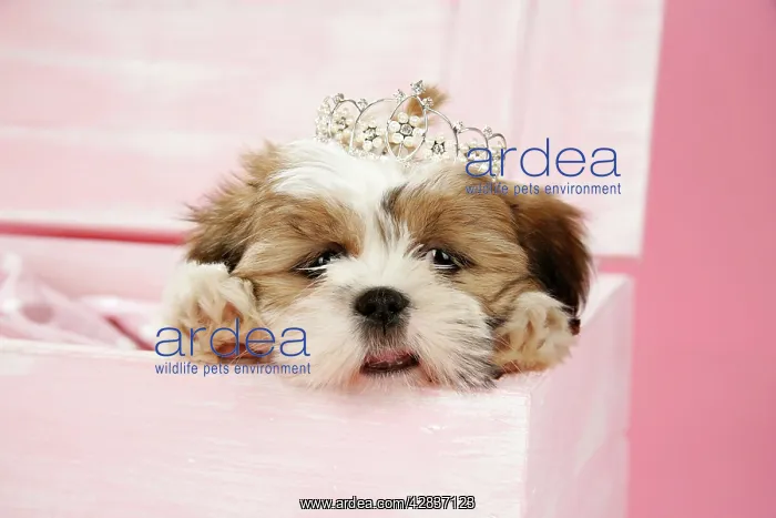  : DOG- Shih Tzu - 10 week old puppy wearing tiara