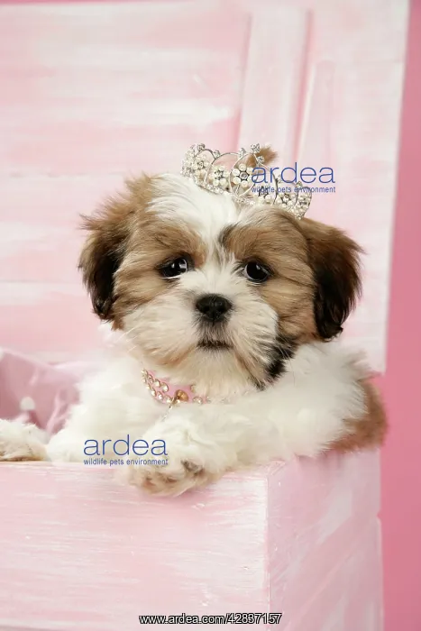  : DOG - Shih Tzu - 10 week old puppy wearing tiara