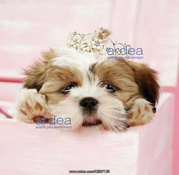 : Dog - Shih Tzu - 10 wk old puppy with a tiara in : Dog - Shih Tzu - 10 wk old puppy with a tiara in