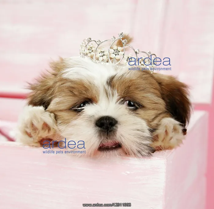 : DOG- Shih Tzu - 10 wk old puppy with a tiara in : DOG- Shih Tzu - 10 wk old puppy with a tiara in