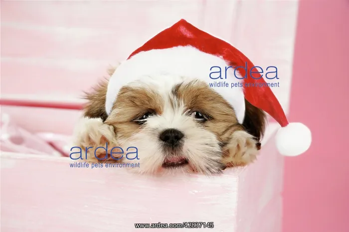 : DOG - Shih Tzu - 10 wk old puppy in a wooden chest : DOG - Shih Tzu - 10 wk old puppy in a wooden chest