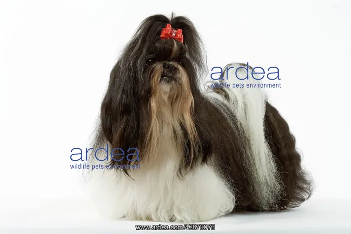 : Dog - Shih-tzu : Dog - Shih-tzu