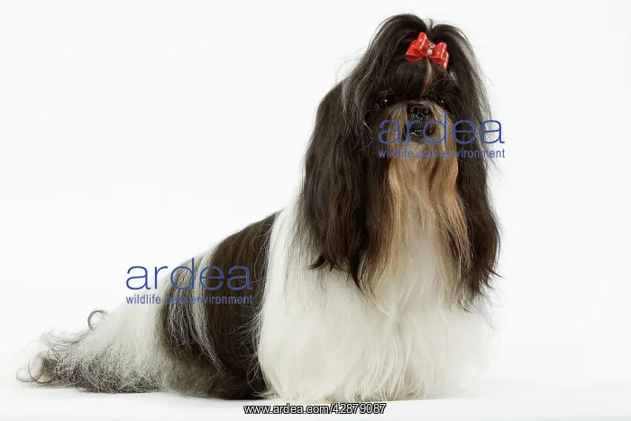  : Dog - Shih-tzu