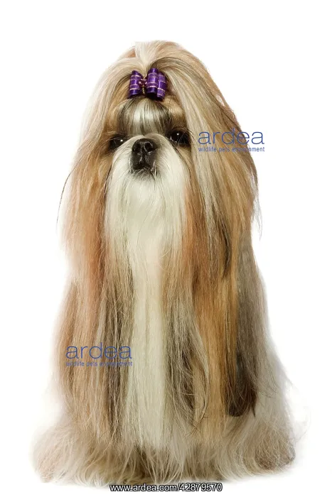  : Dog - Shih-Tzu