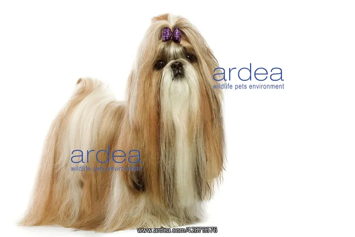  : Dog - Shih-Tzu