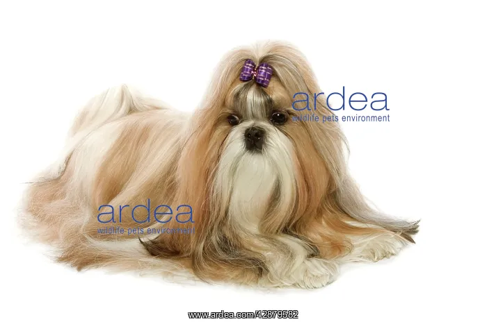  : Dog - Shih-Tzu