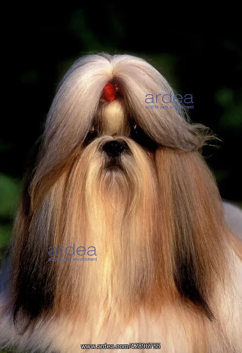 : Dog - Shih tzu : Dog - Shih tzu