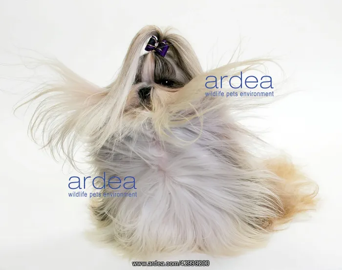  : Dog - Shih Tzu