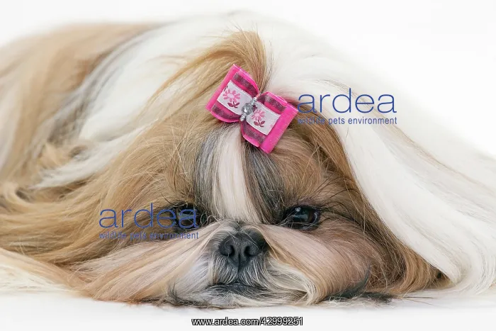  : Dog - Shih Tzu