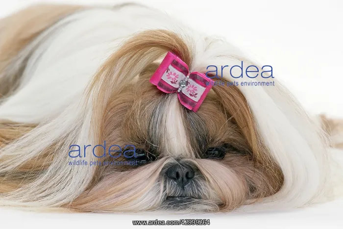  : Dog - Shih Tzu