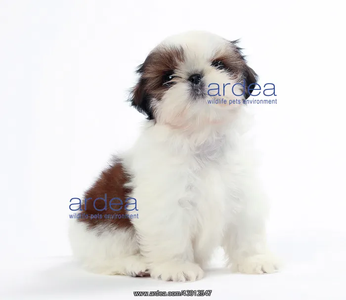  : Dog Shih Tzu