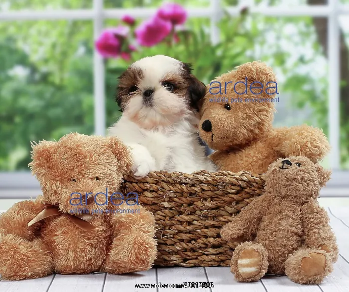 : Dog Shih Tzu : Dog Shih Tzu