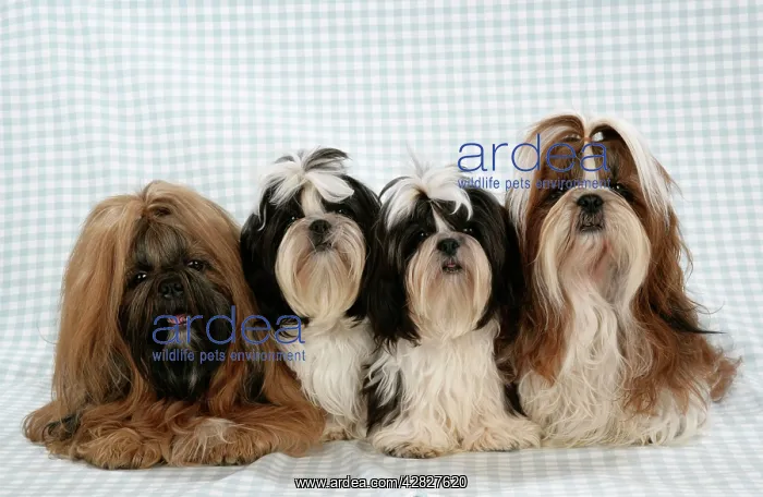  : Dog - Shih-tzu on blue checked background