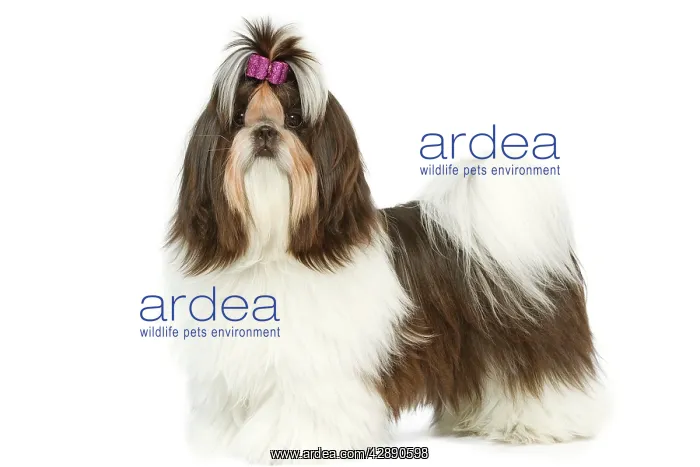 : Dog - Shih-tzu with bow in hair : Dog - Shih-tzu with bow in hair