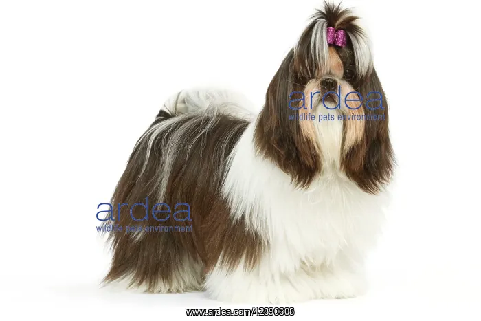 : Dog - Shih-tzu with bow in hair : Dog - Shih-tzu with bow in hair