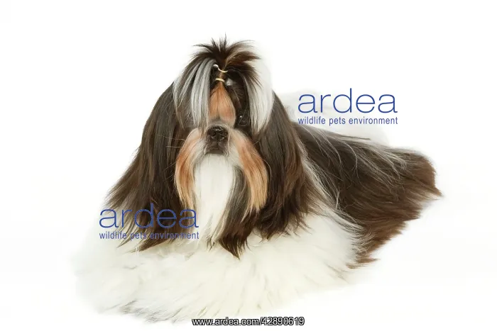 : Dog - Shih-tzu with bow in hair : Dog - Shih-tzu with bow in hair