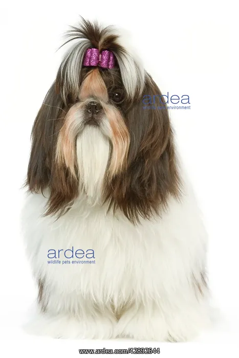 : Dog - Shih Tzu with bow in hair : Dog - Shih Tzu with bow in hair
