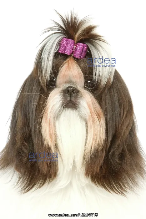 : Dog - Shih Tzu with bow in hair : Dog - Shih Tzu with bow in hair