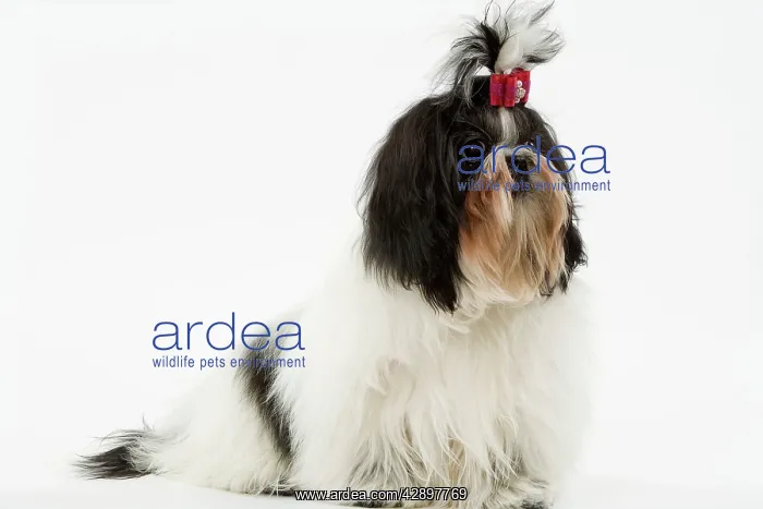 : Dog - Shih-tzu / Chrysanthemum Dog : Dog - Shih-tzu / Chrysanthemum Dog