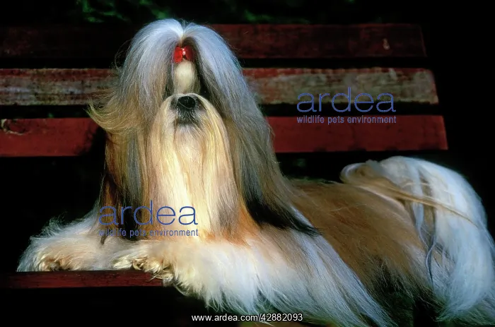  : Dog - Shih Tzu - lying on bench