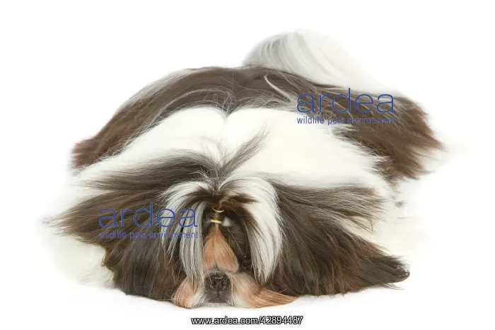  : Dog - Shih Tzu lying in studio